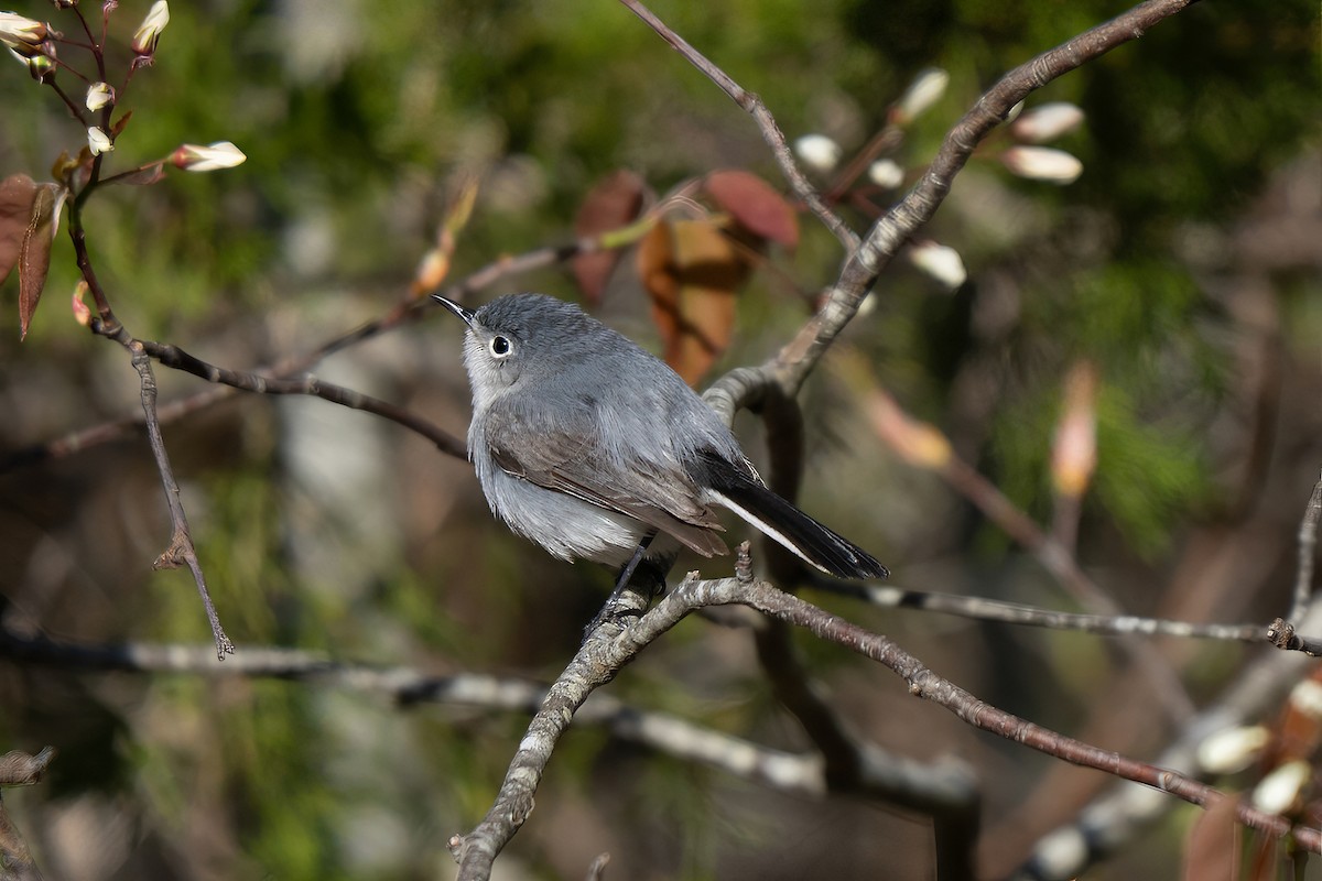 ルビーキクイタダキ - ML645636945