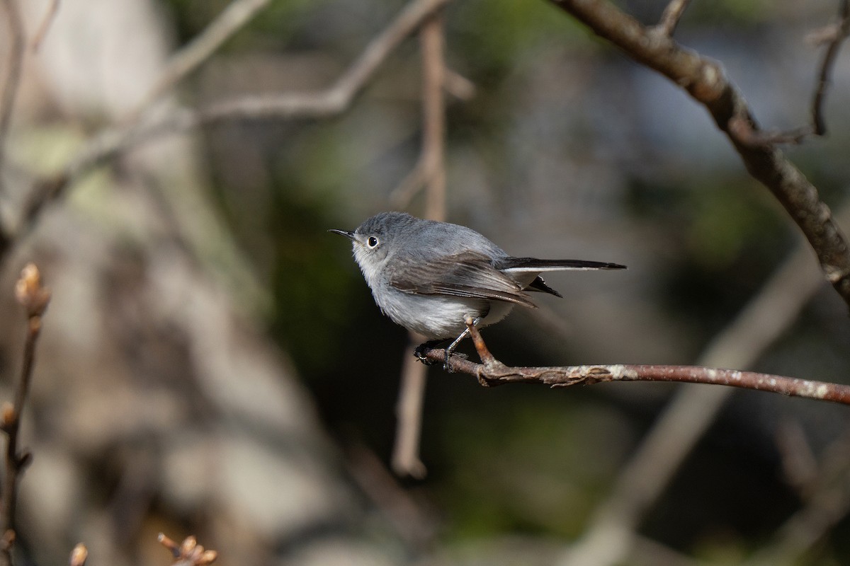 Blue-gray Gnatcatcher - ML645636946