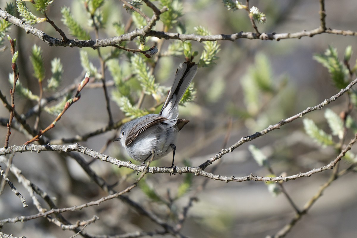 Blue-gray Gnatcatcher - ML645636947
