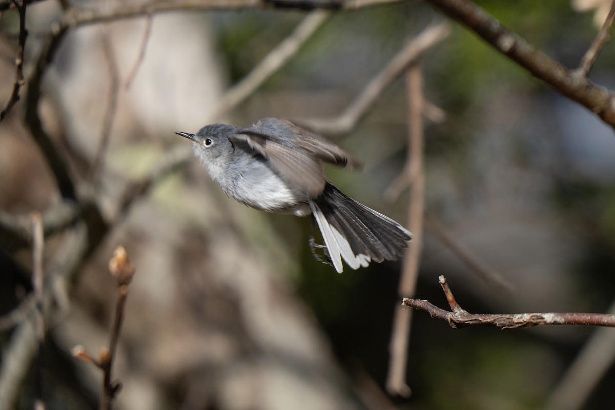 Blue-gray Gnatcatcher - ML645636948