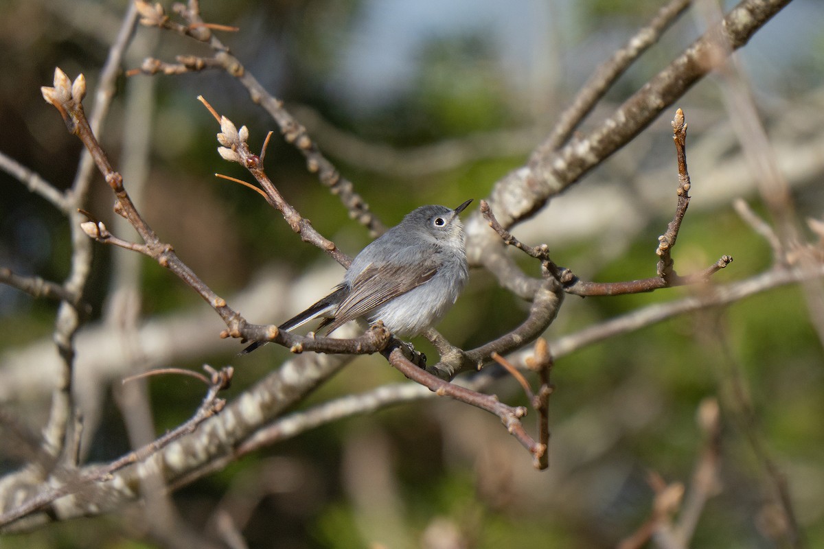 Blue-gray Gnatcatcher - ML645636949