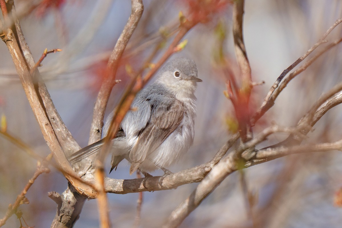 Blue-gray Gnatcatcher - ML645636950