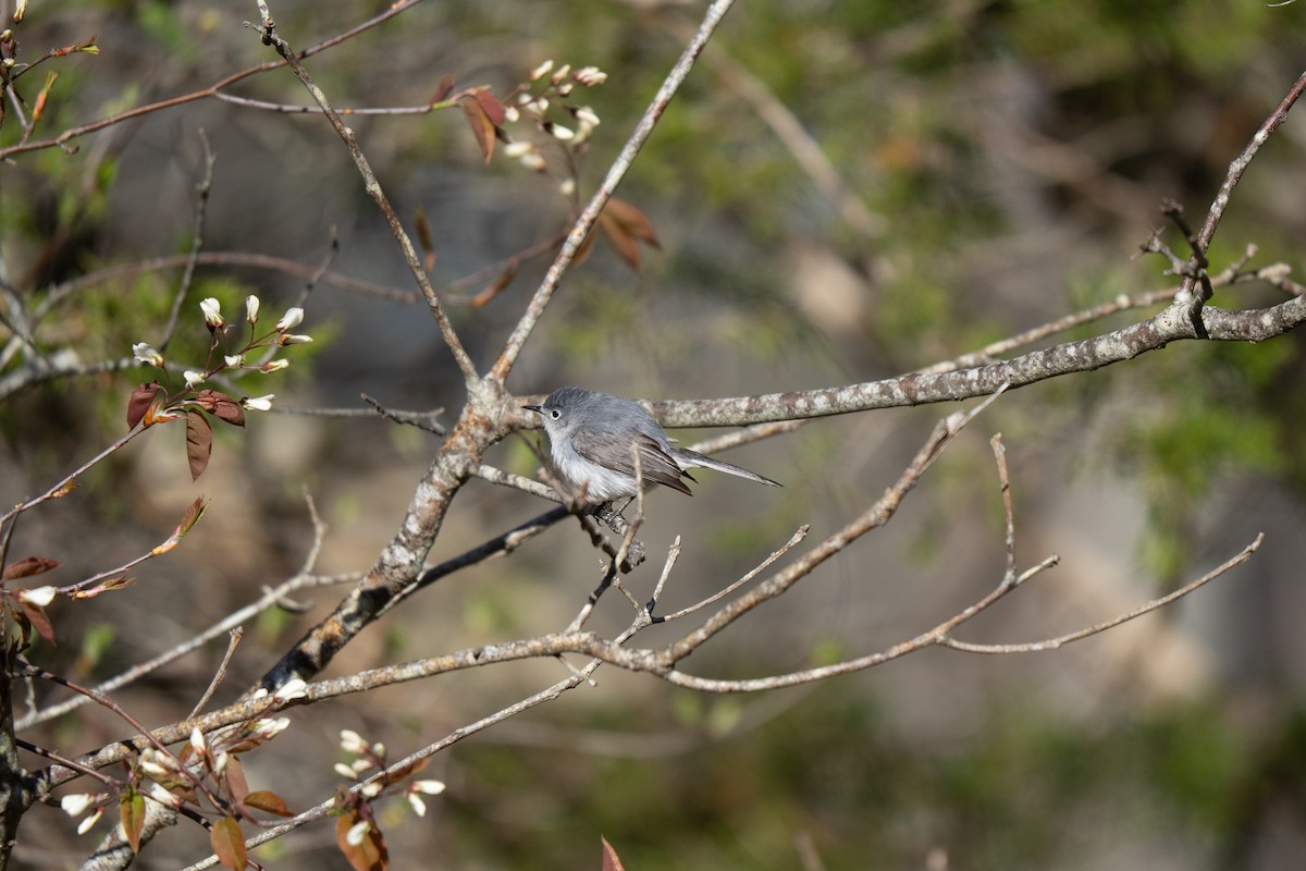 Blue-gray Gnatcatcher - ML645636952