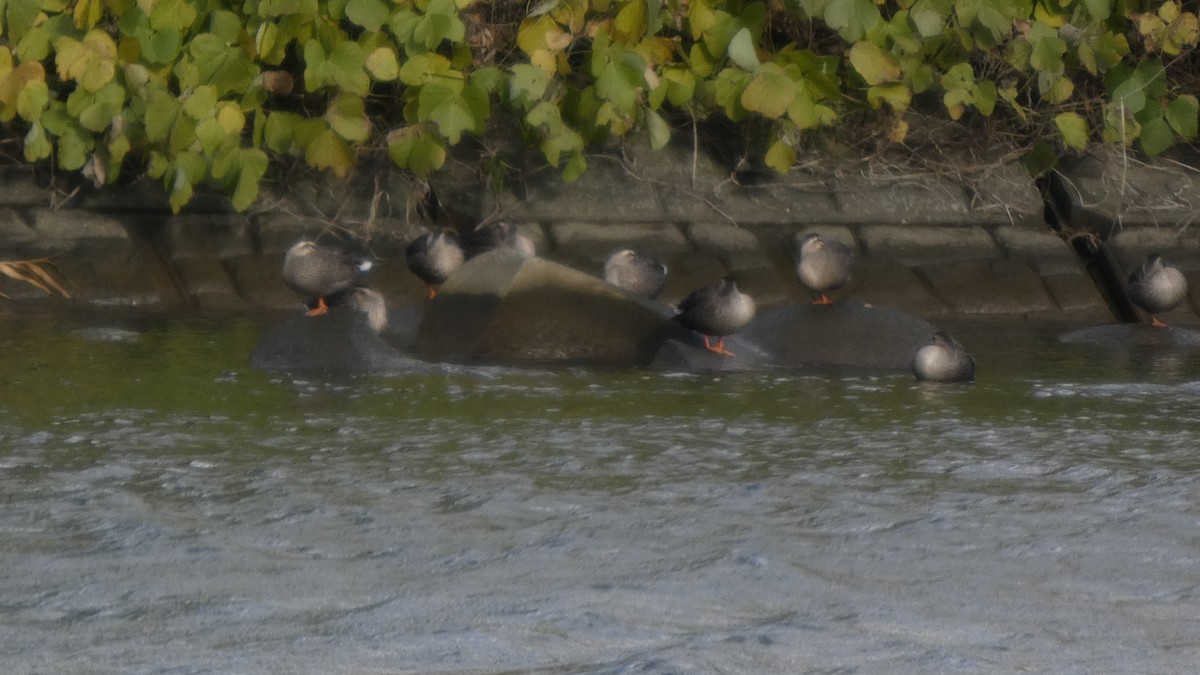 Чёрная кряква - ML645636961