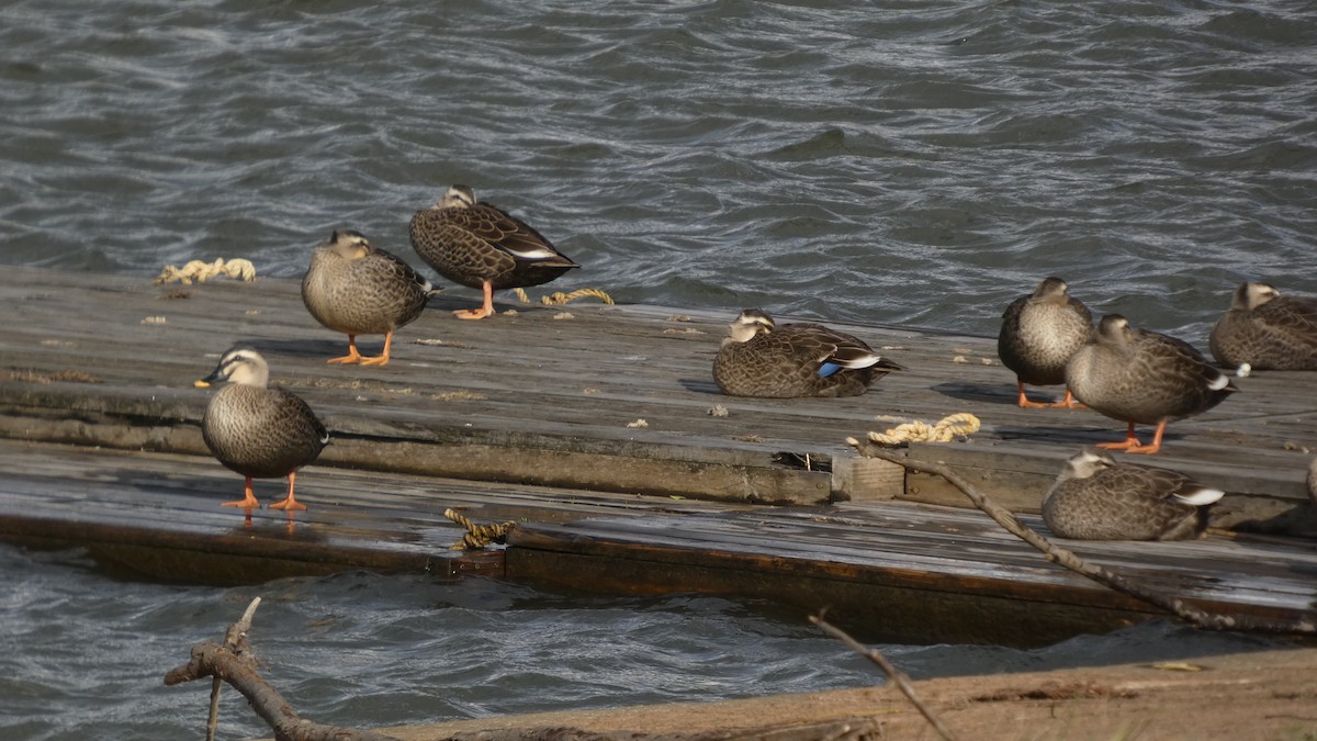 Чёрная кряква - ML645636963