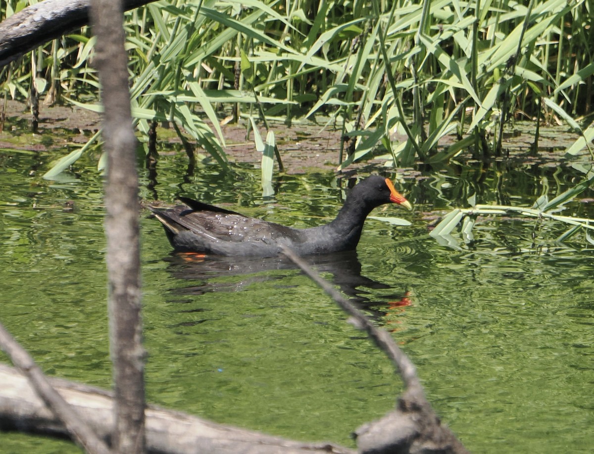 Тёмная камышница - ML645636965