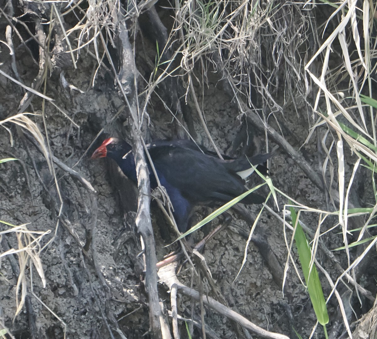 Австралийская султанка - ML645636968