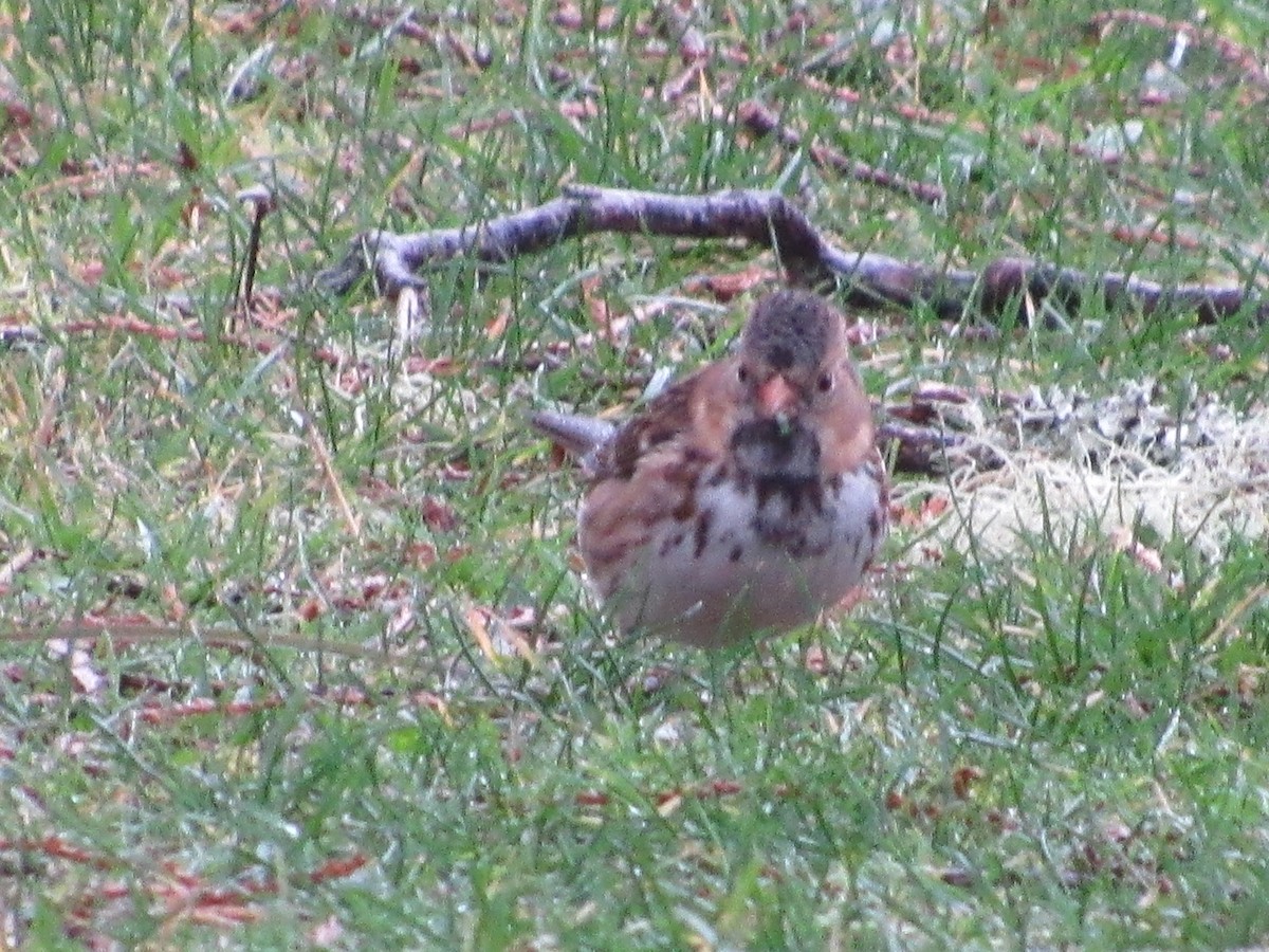 Harris's Sparrow - ML645636969