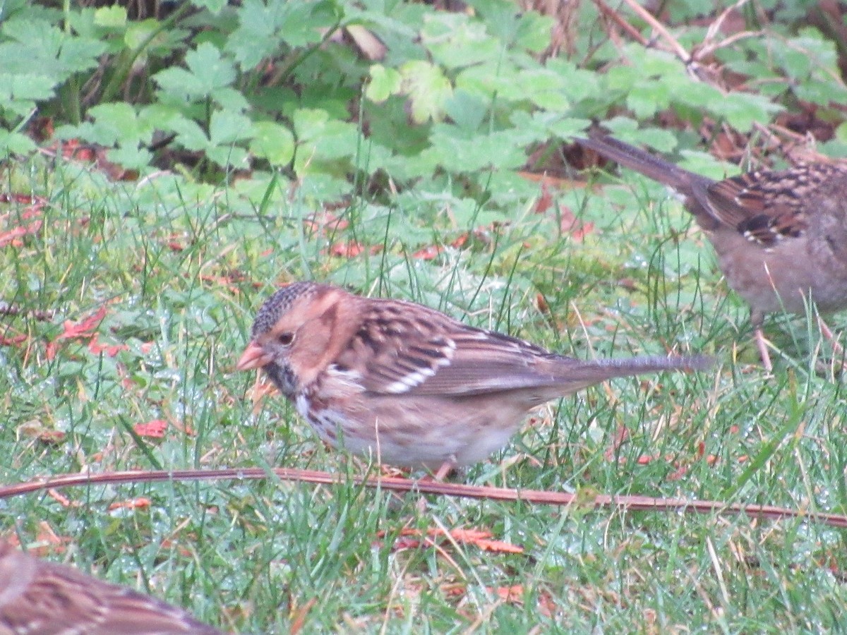 Harris's Sparrow - ML645636970