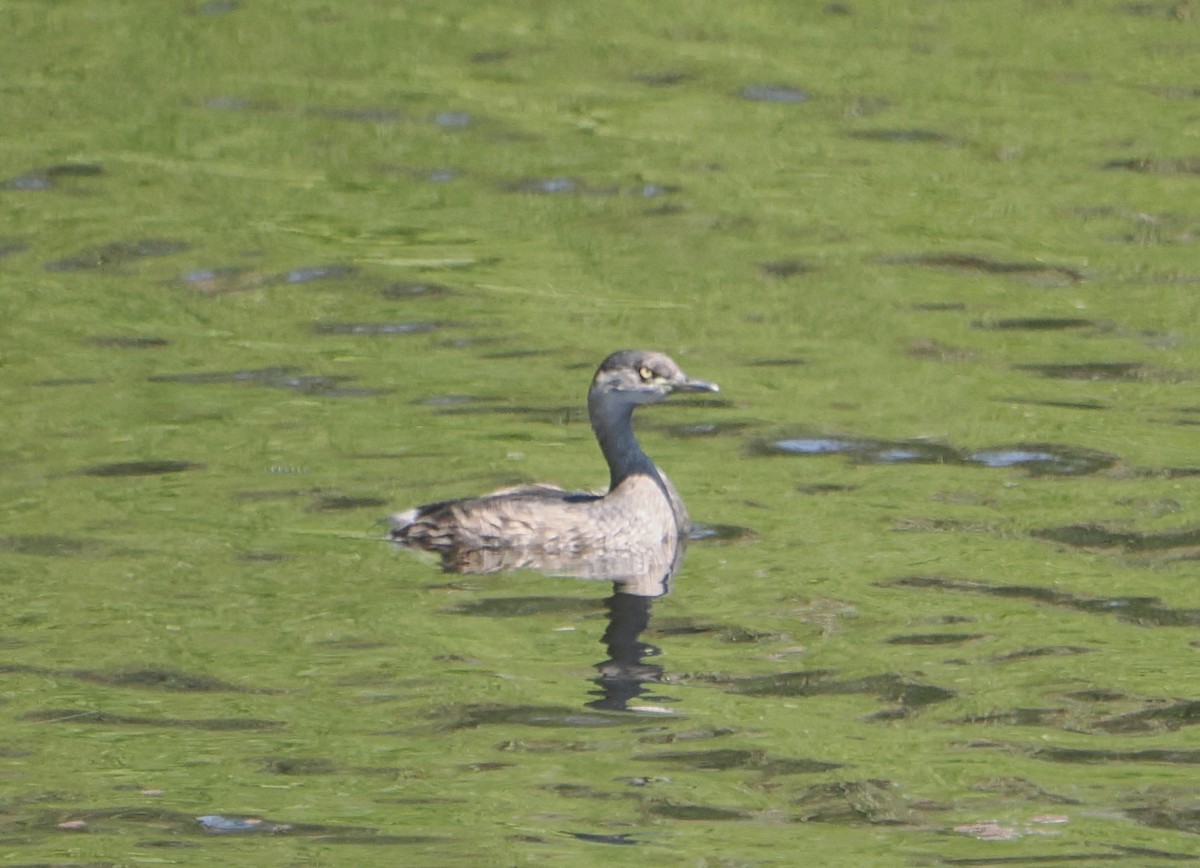 Австралийская поганка - ML645636971