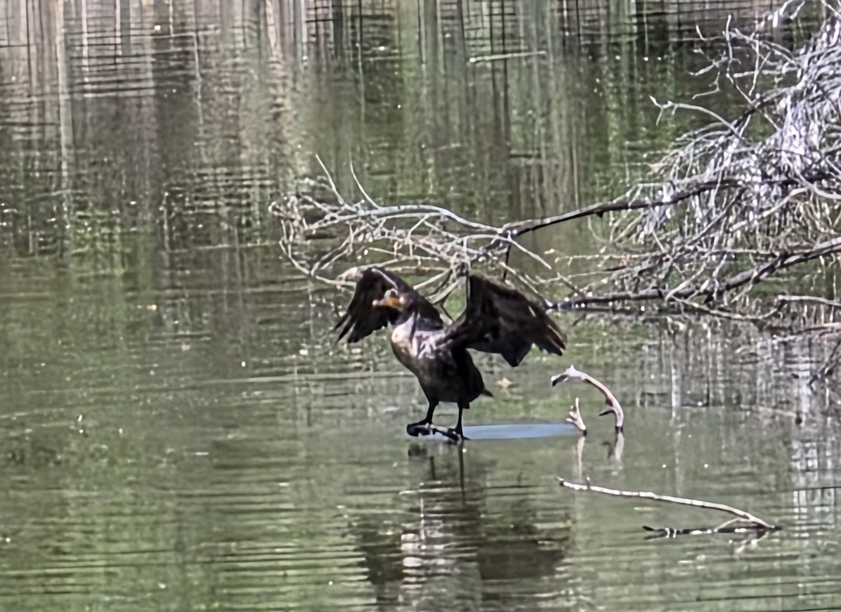 Ушастый баклан - ML645636972