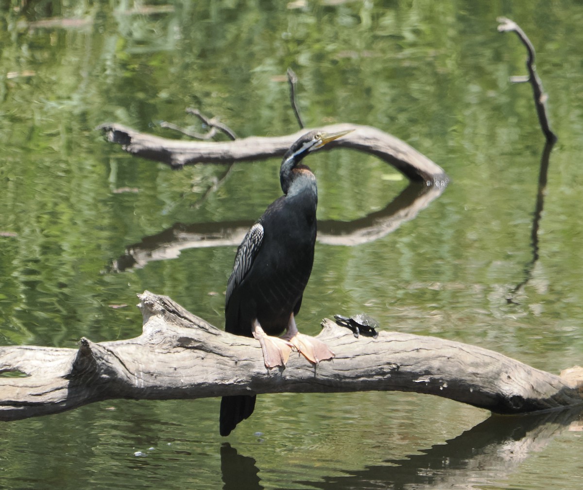 Австралийская змеешейка - ML645636973