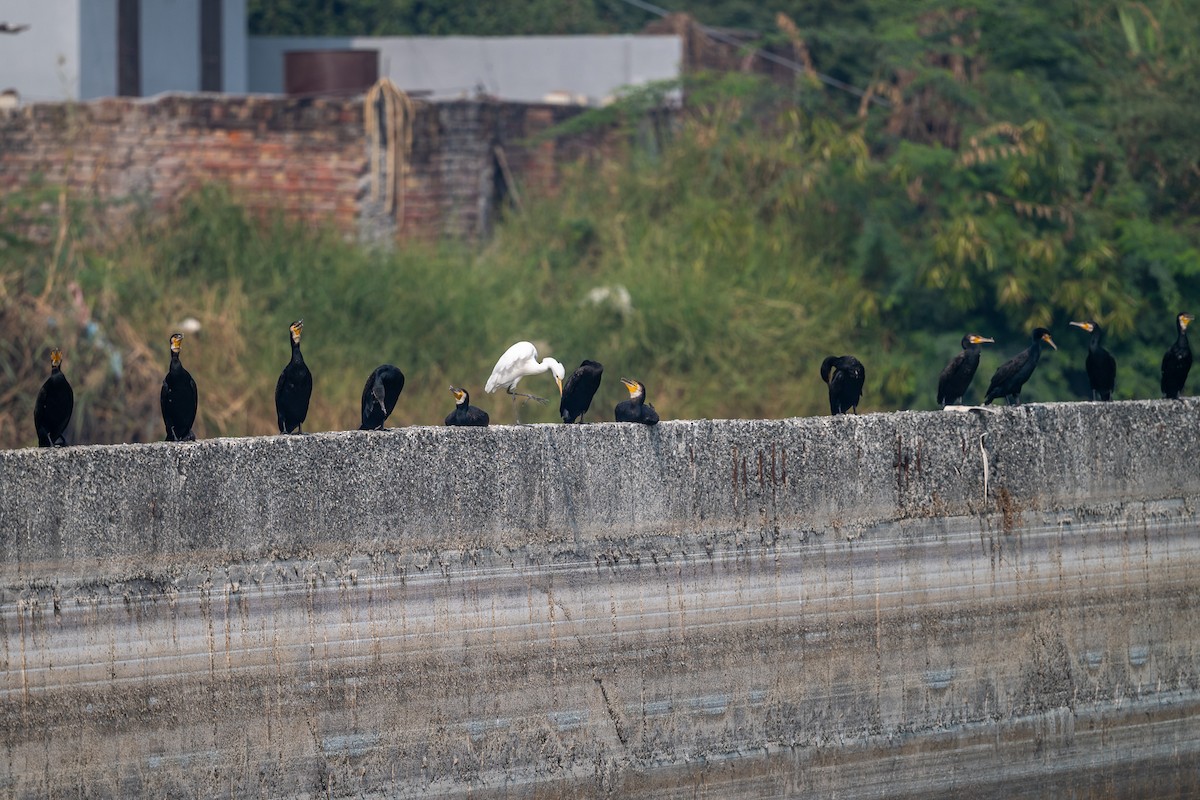 Большой баклан - ML645636974