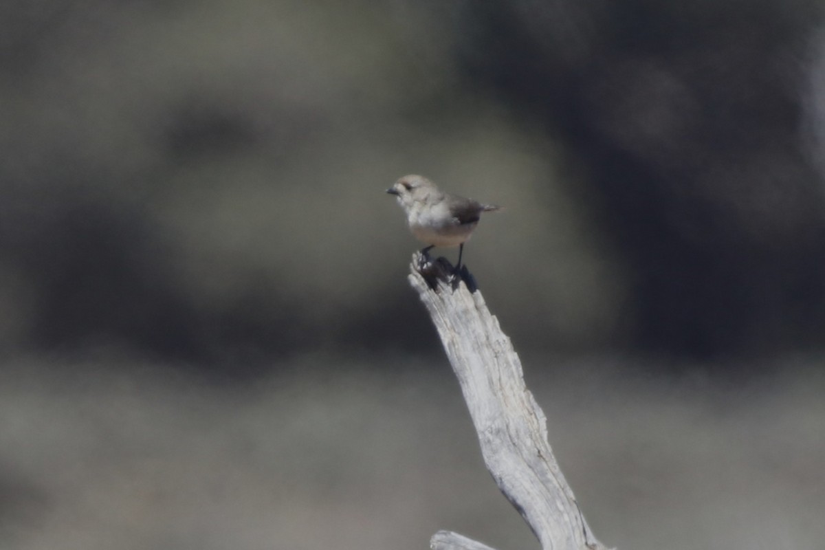 Белолицый арлекин - ML645636976