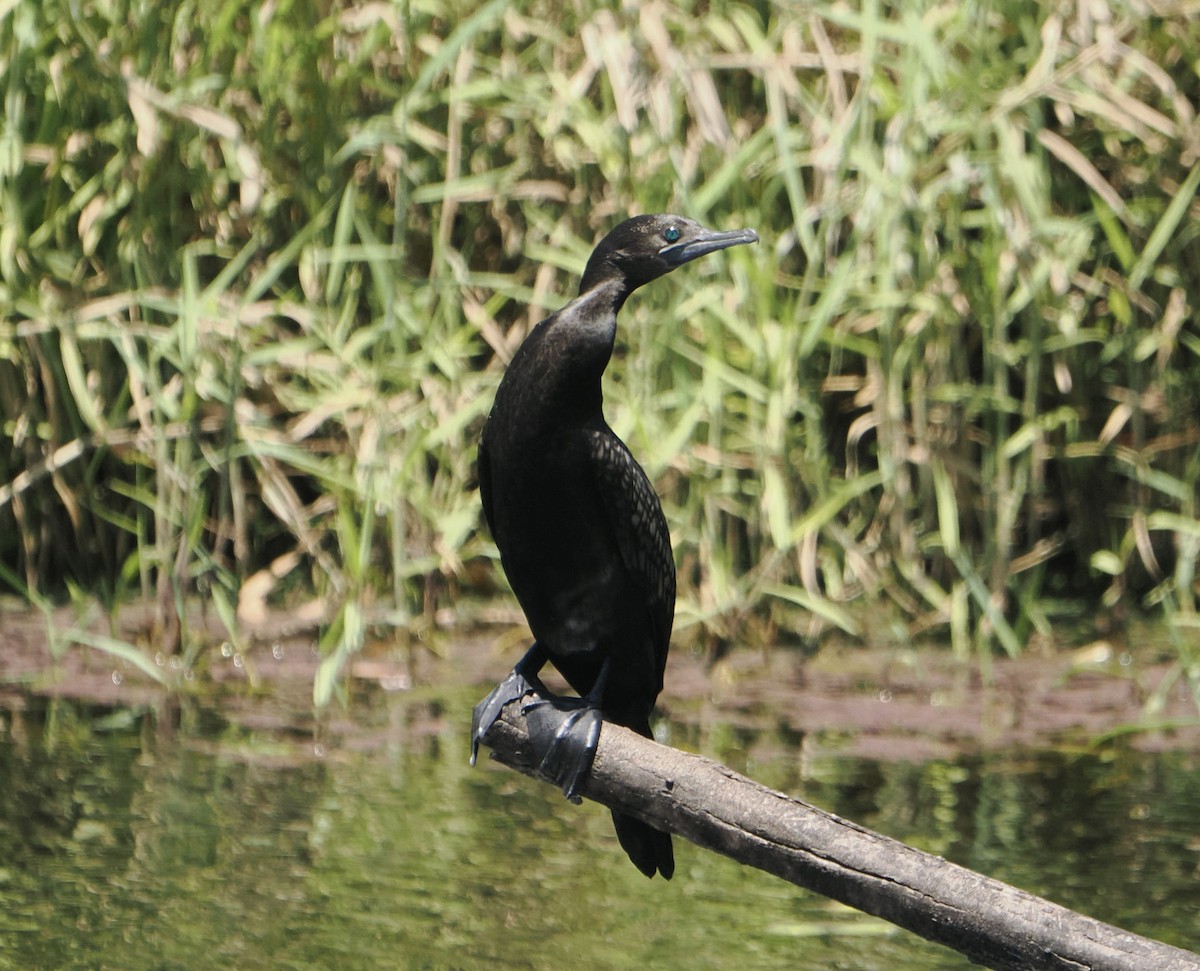 Чёрный баклан - ML645636977