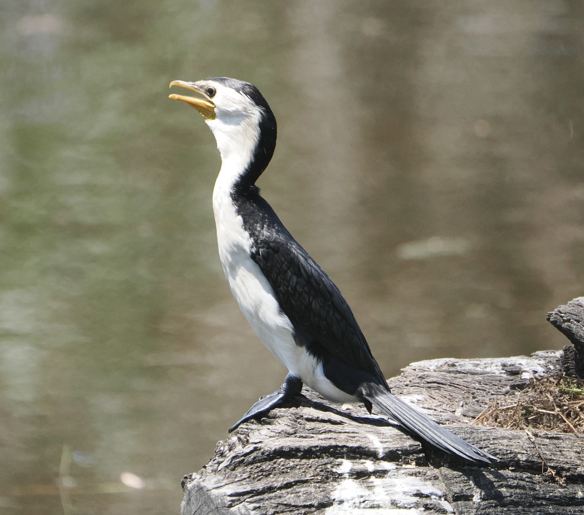 Пёстрый баклан - ML645636978