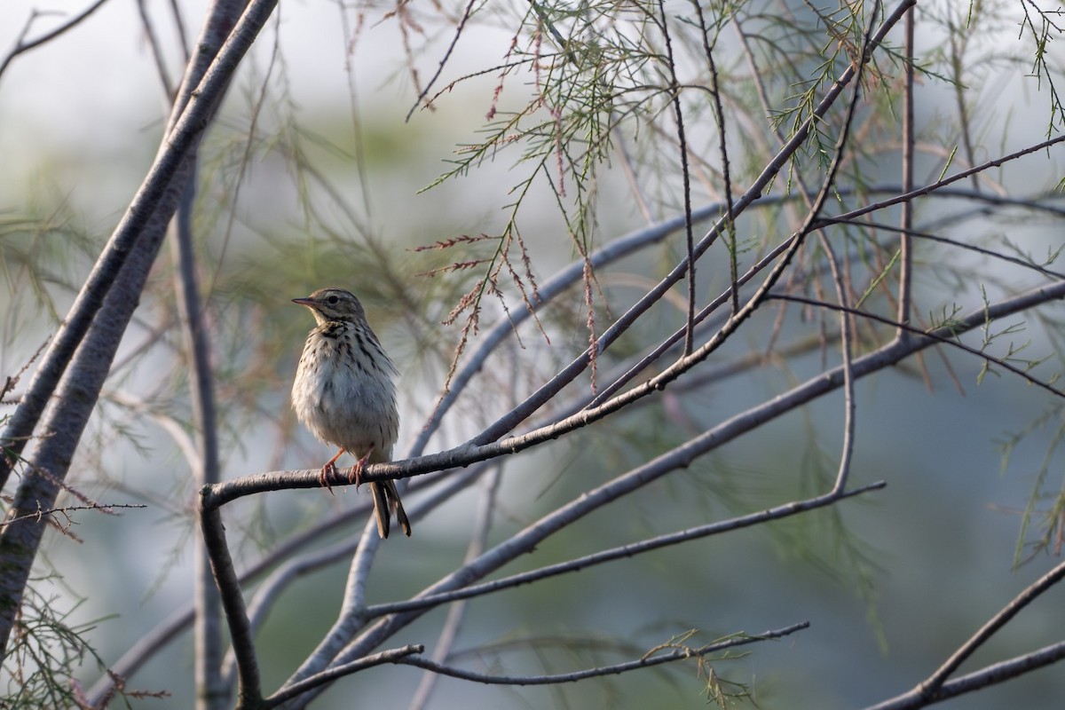 Лесной конёк - ML645636981