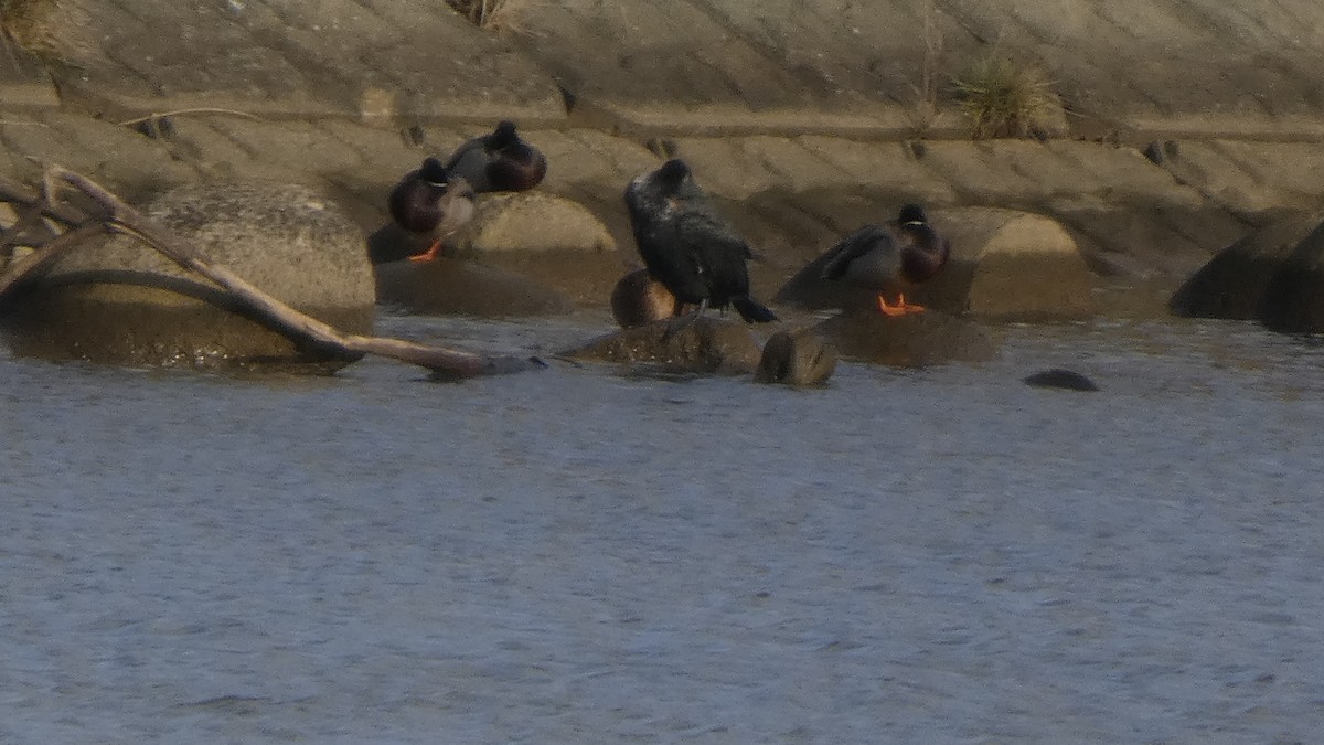 Кряква - ML645636983