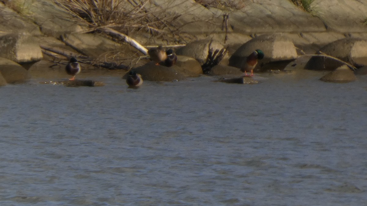 Кряква - ML645636984