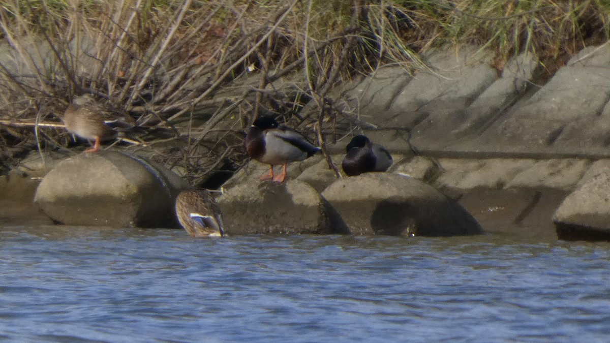 Кряква - ML645636986