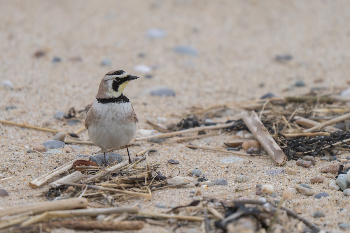 Рогатый жаворонок - ML645636987