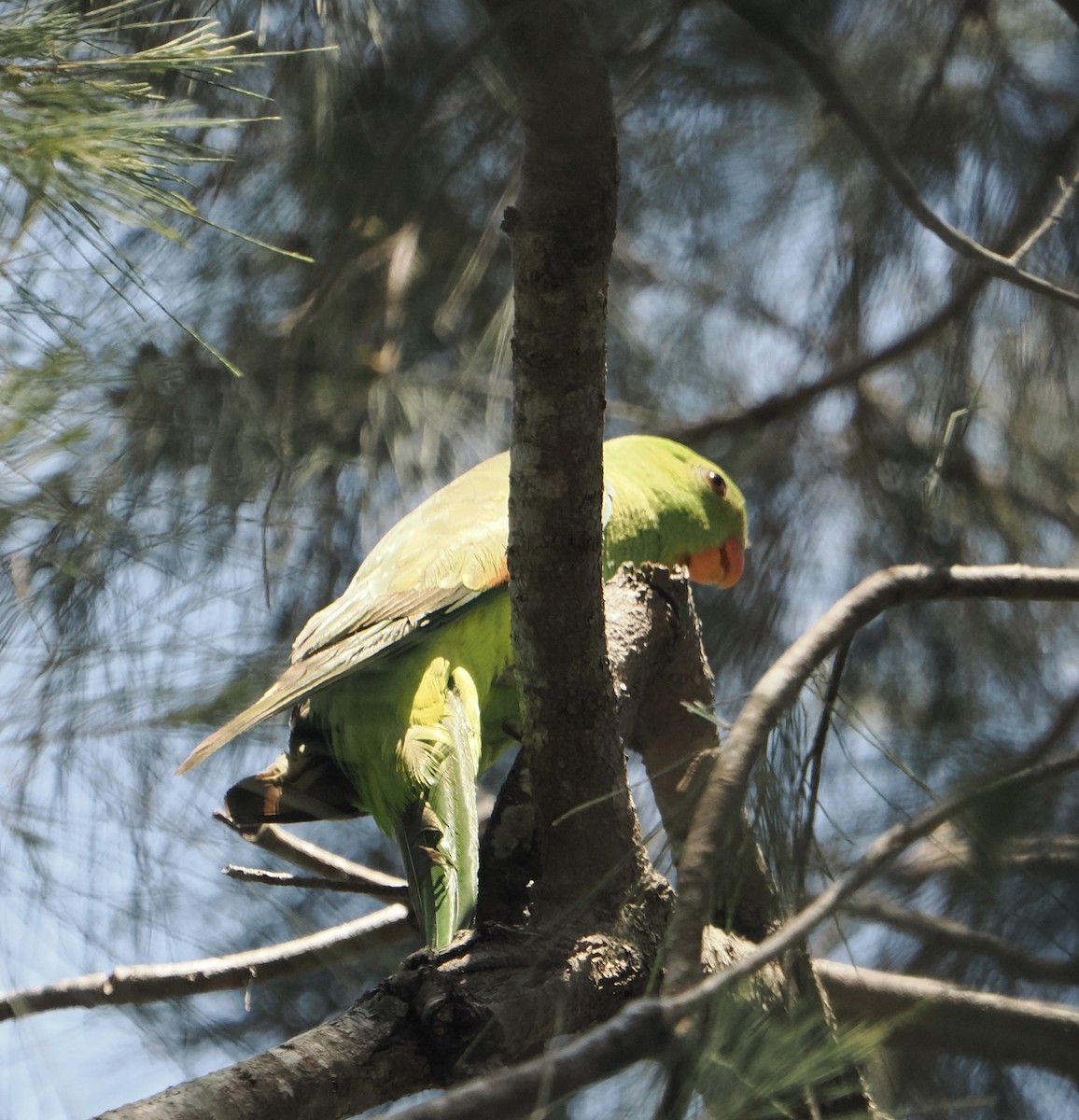 Краснокрылый попугай - ML645636988