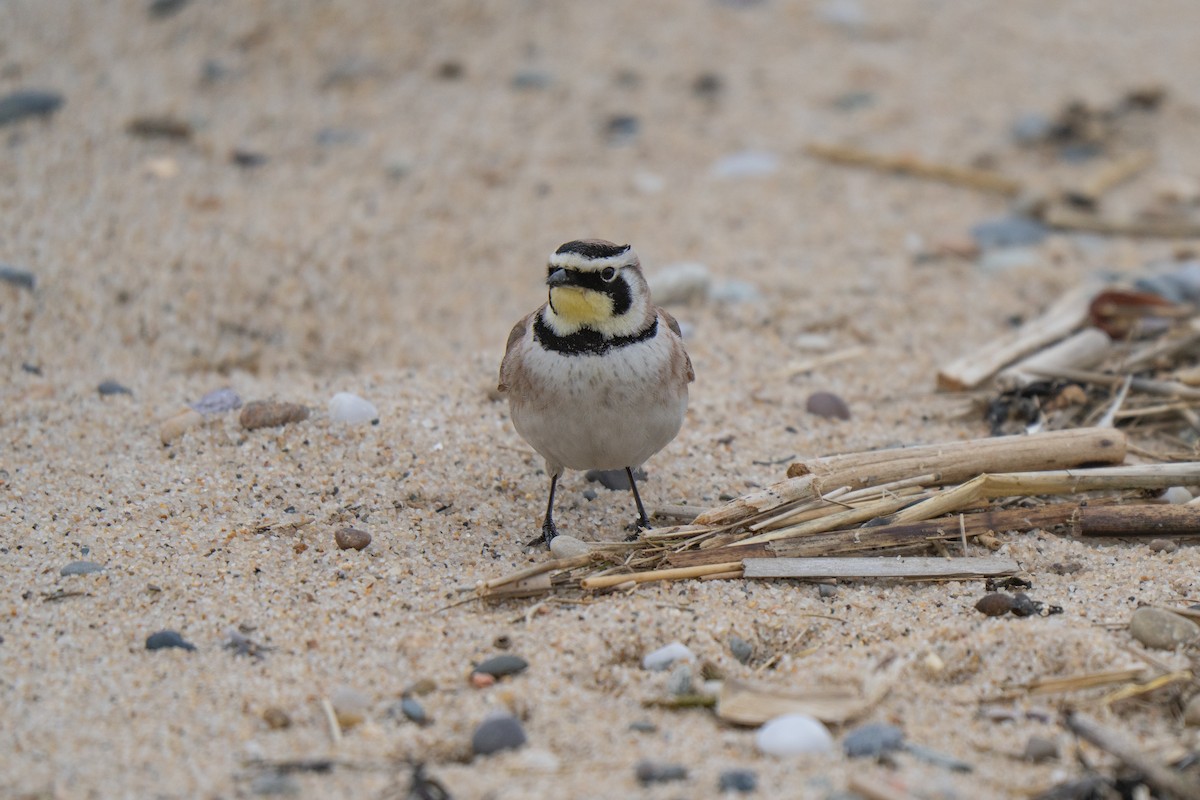 Рогатый жаворонок - ML645636990