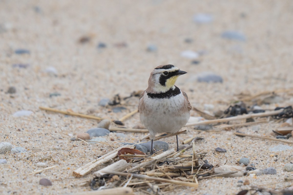 Рогатый жаворонок - ML645636991