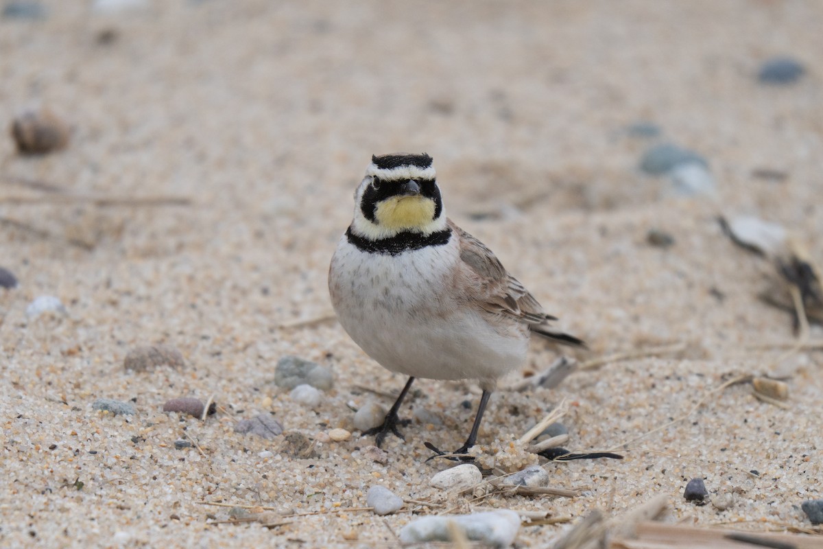 Рогатый жаворонок - ML645636992