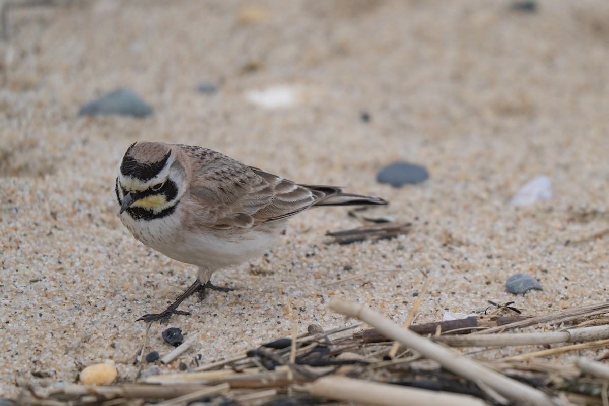 Рогатый жаворонок - ML645636993