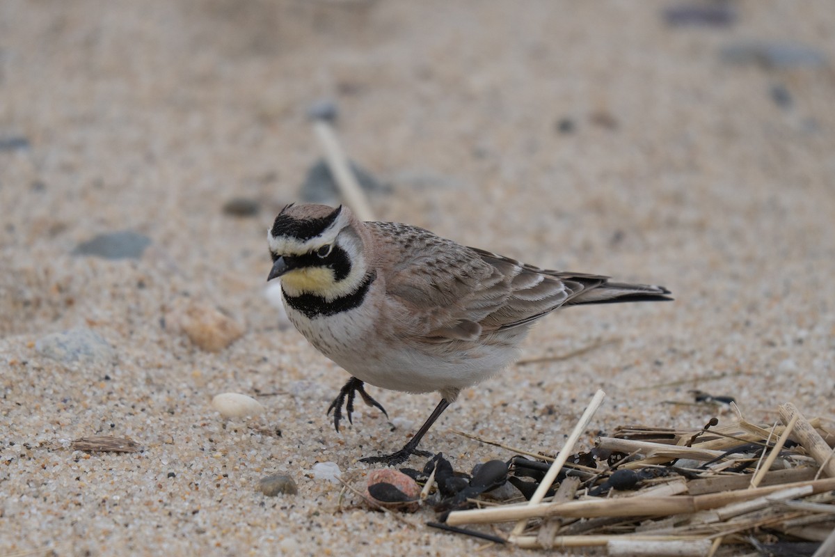 Рогатый жаворонок - ML645636994
