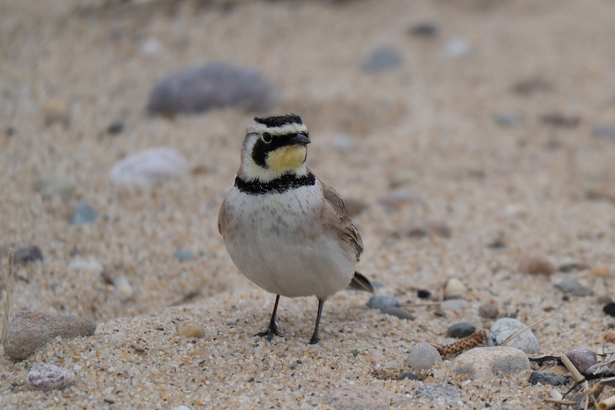 Рогатый жаворонок - ML645636995