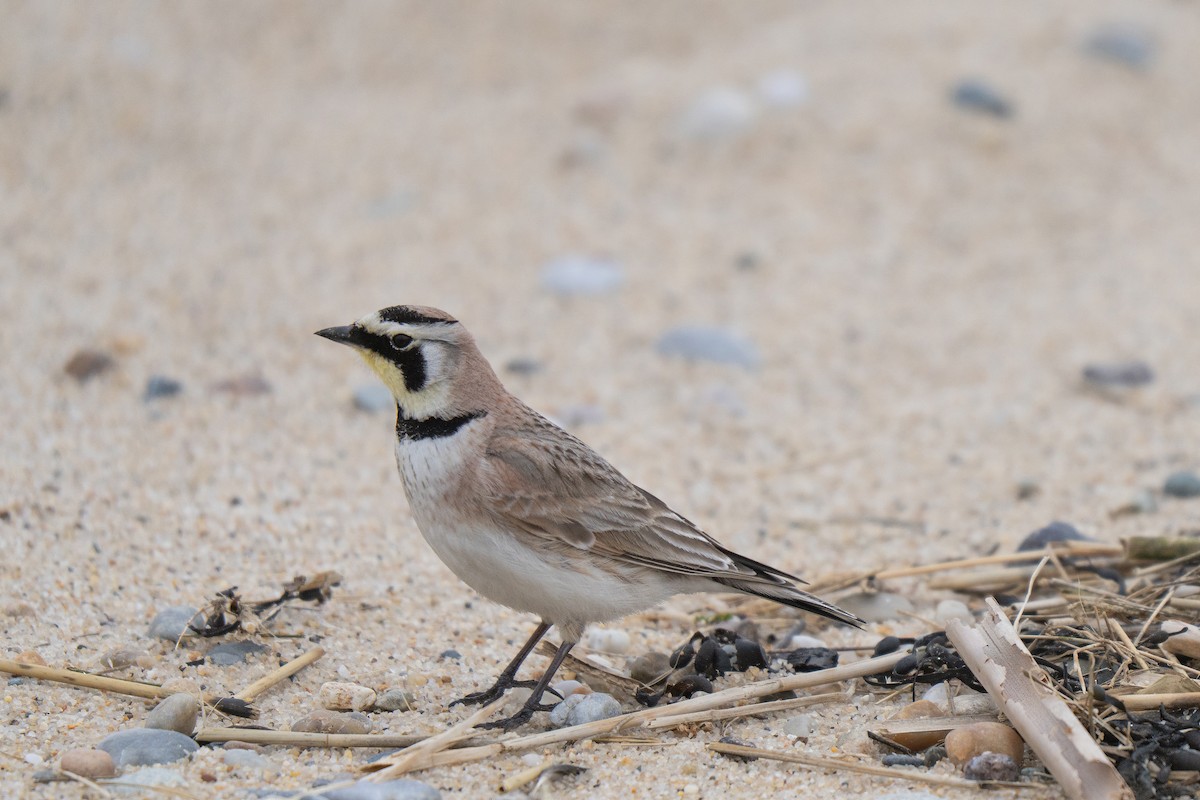 Рогатый жаворонок - ML645636996
