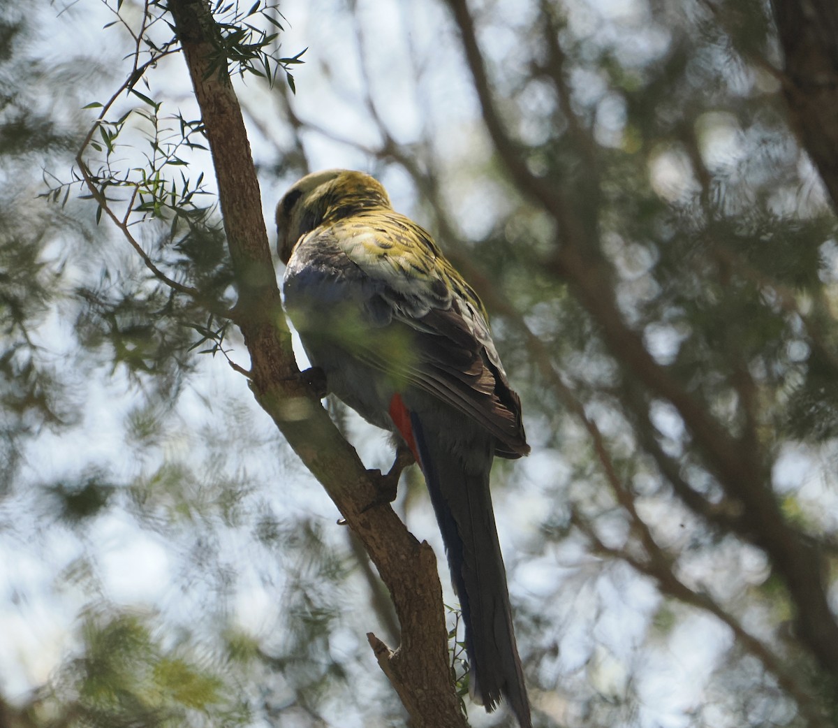 Бледноголовая розелла - ML645636997