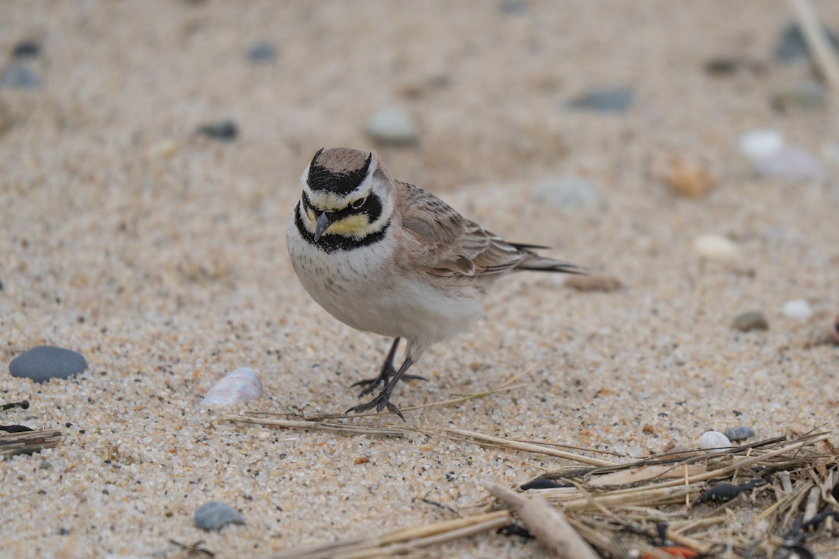 Рогатый жаворонок - ML645637000