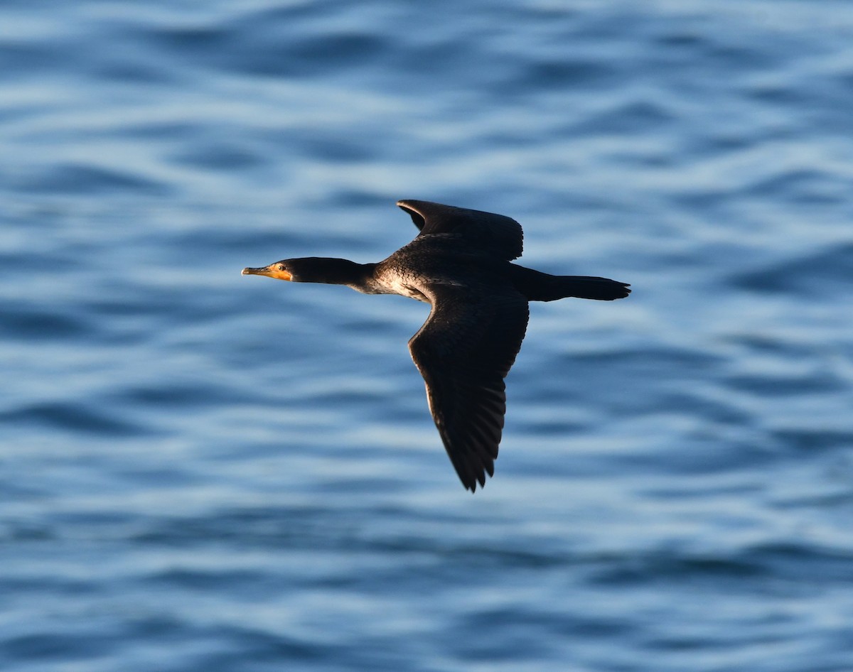 Ушастый баклан - ML645637007