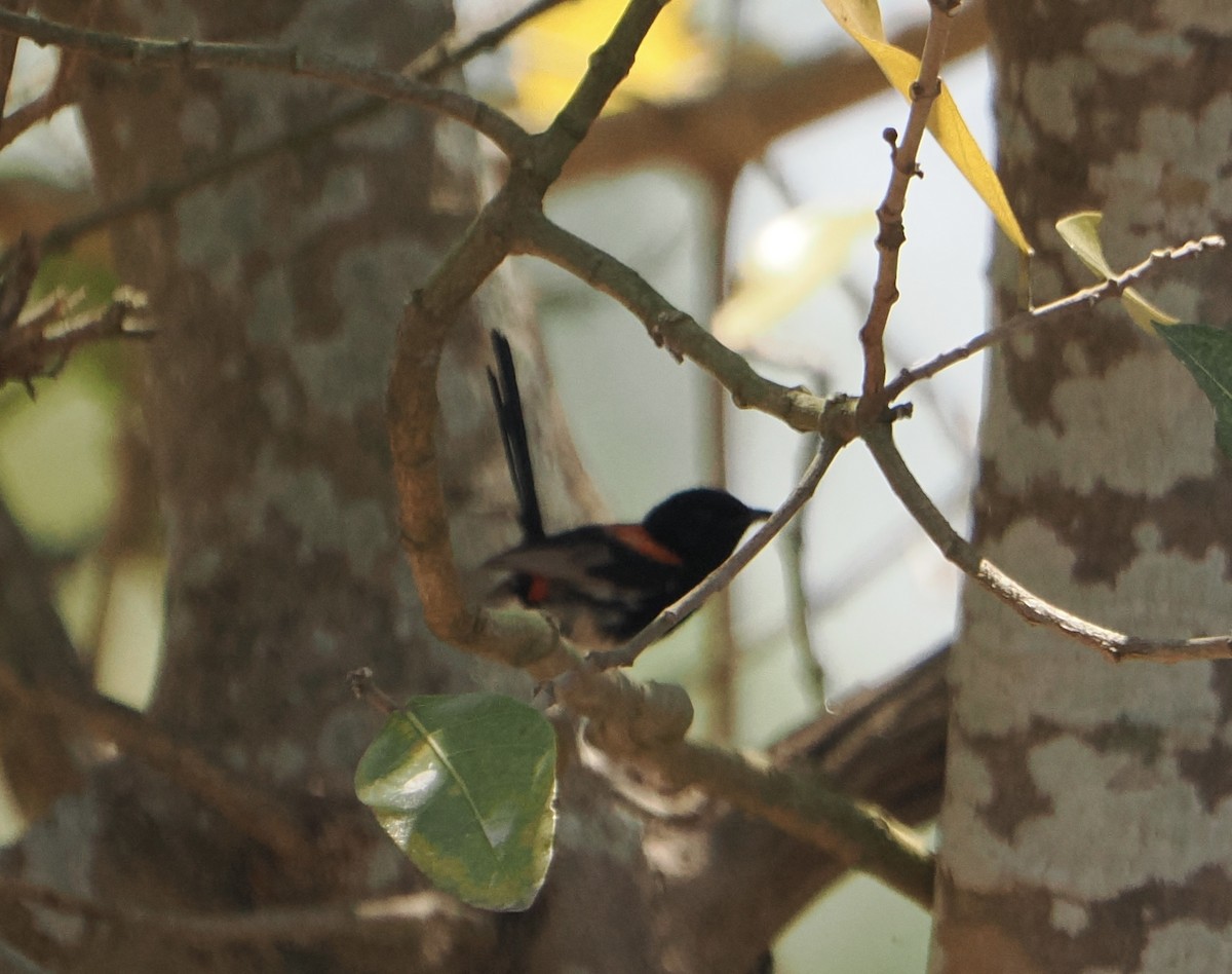 Чёрно-красный малюр - ML645637013