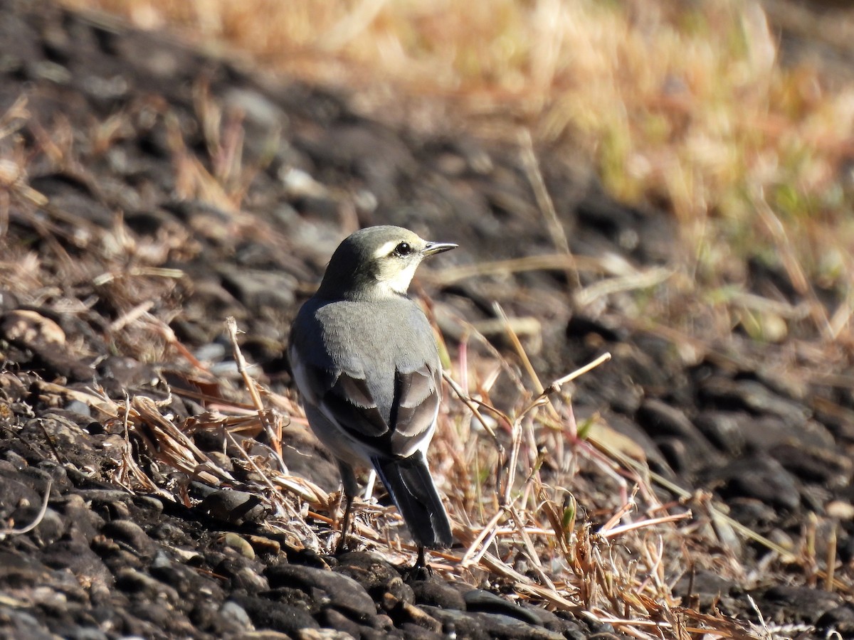 linerle - ML645637018