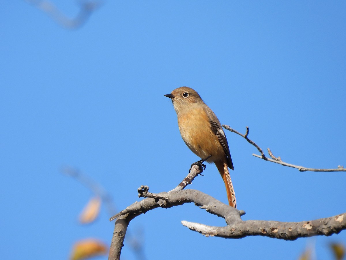 Daurian Redstart - ML645637030