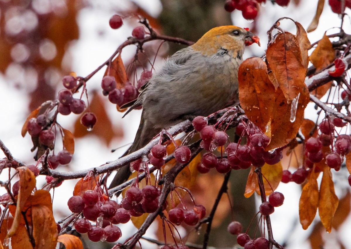 Pine Grosbeak - ML645637034