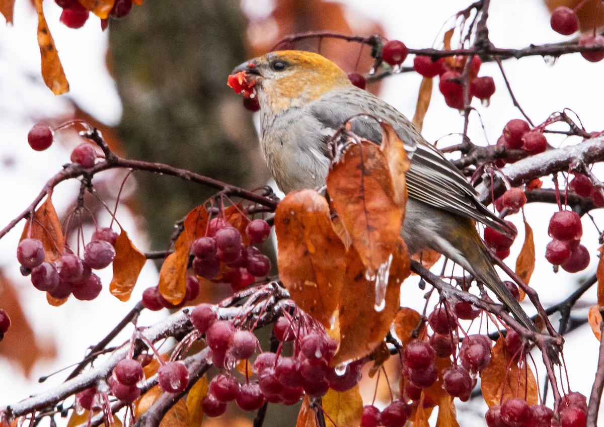 Pine Grosbeak - ML645637035
