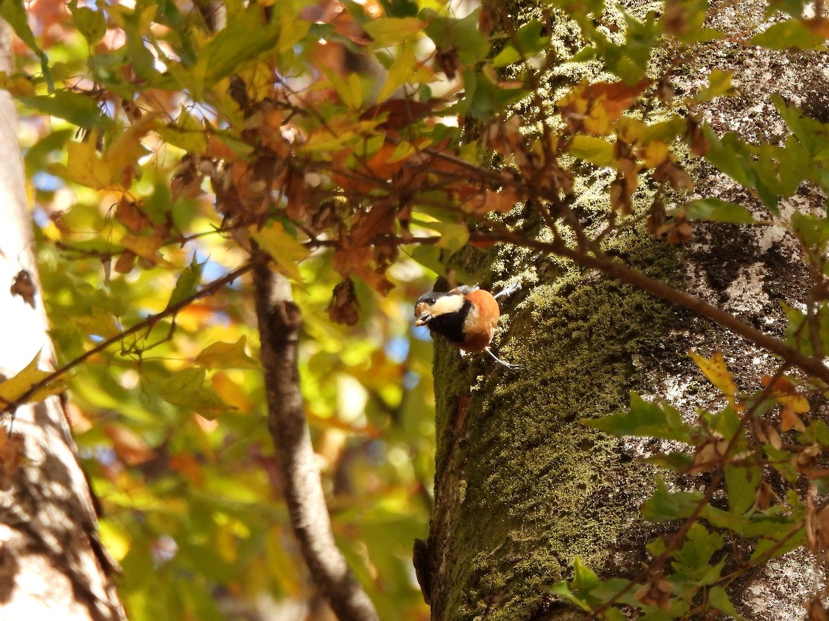 Varied Tit - ML645637036