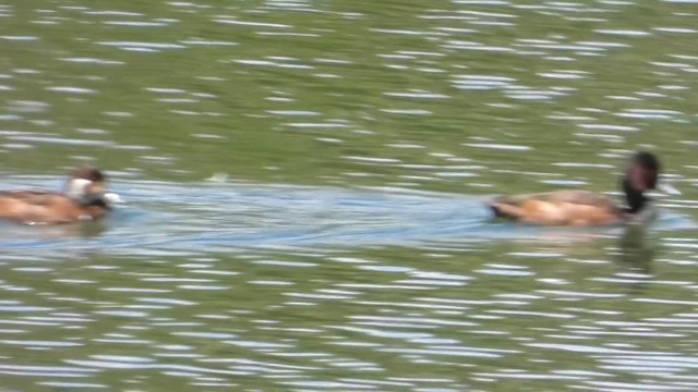 Al Gözlü Ördek - ML645637039