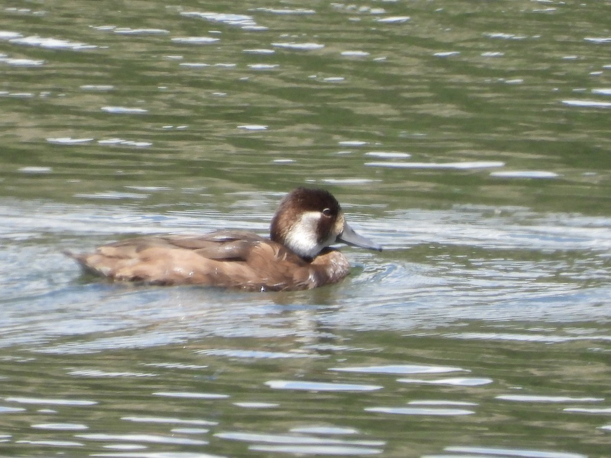 Southern Pochard - ML645637040