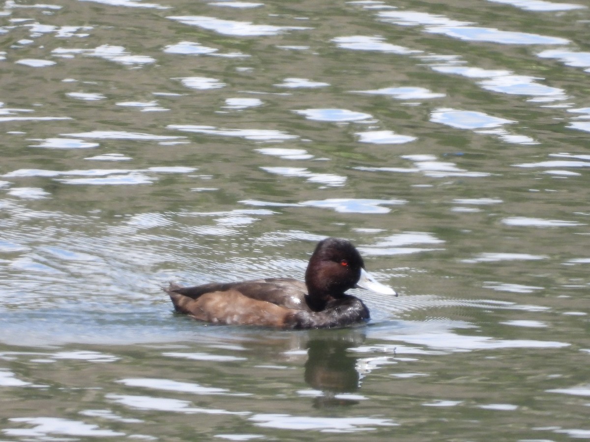 Southern Pochard - ML645637041