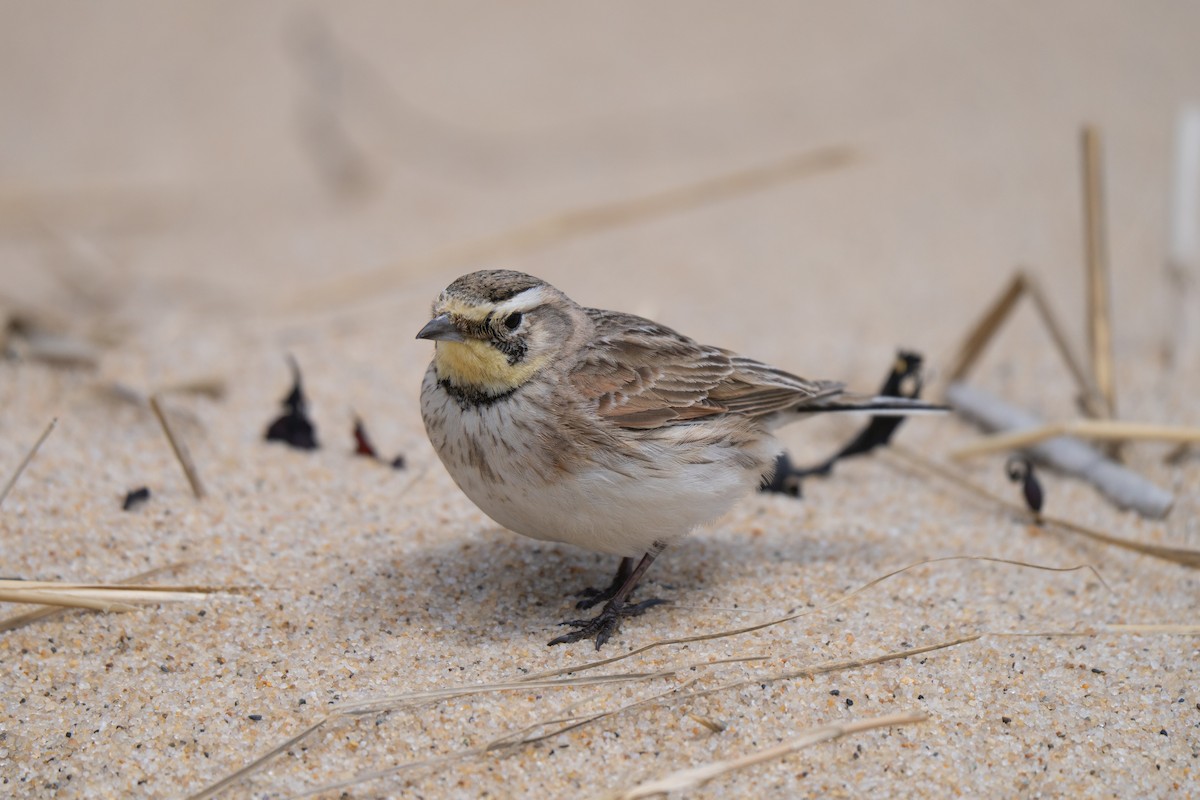 Horned Lark - ML645637044