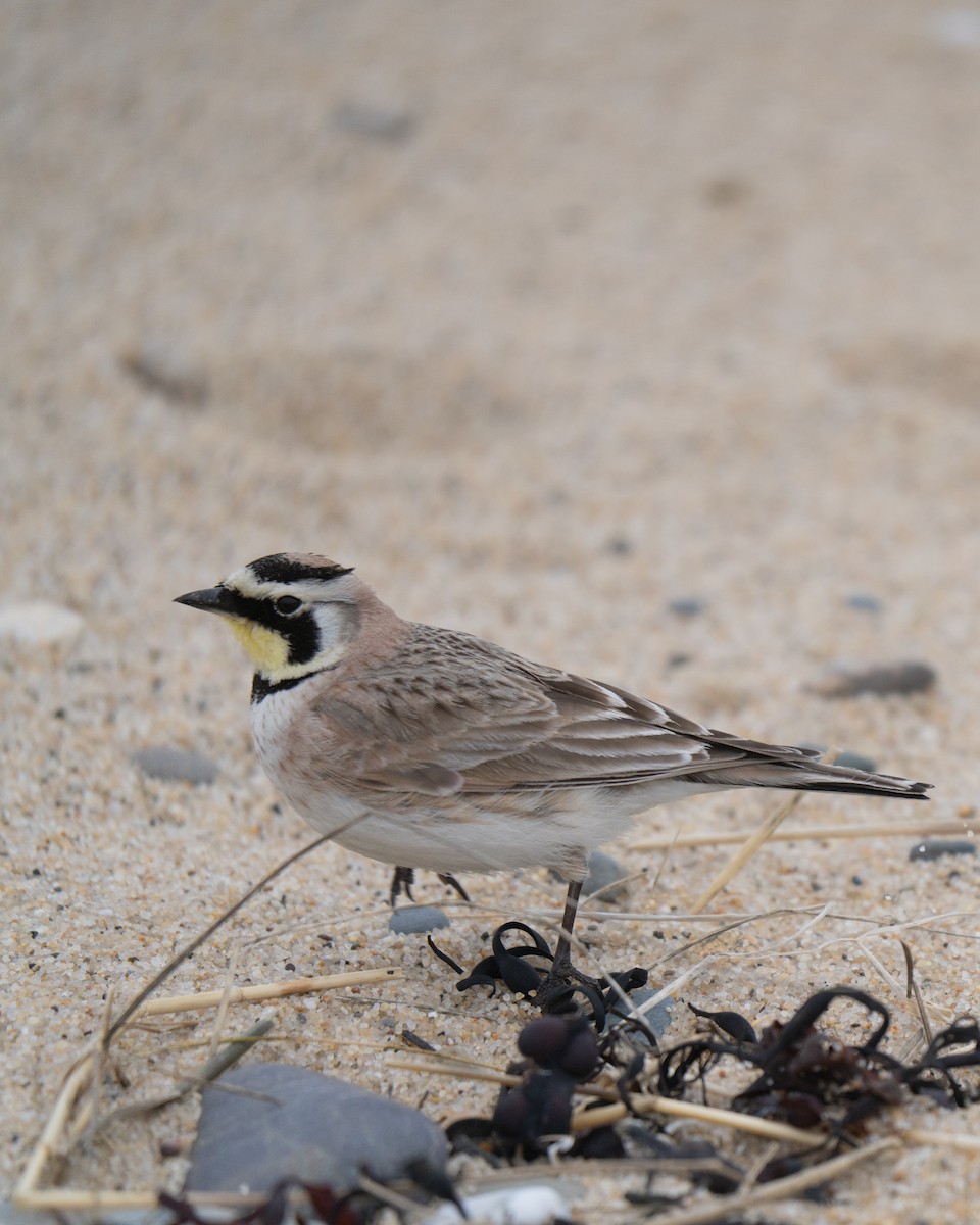 Horned Lark - ML645637045