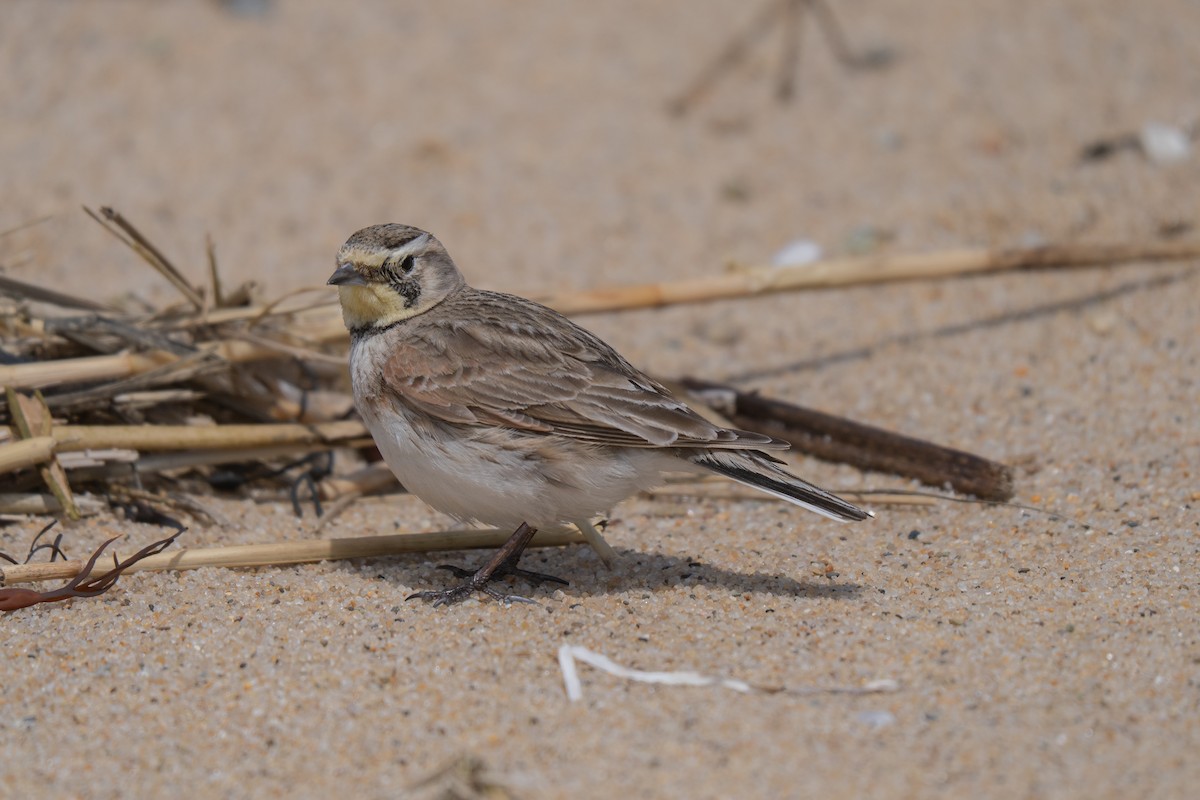 Horned Lark - ML645637047