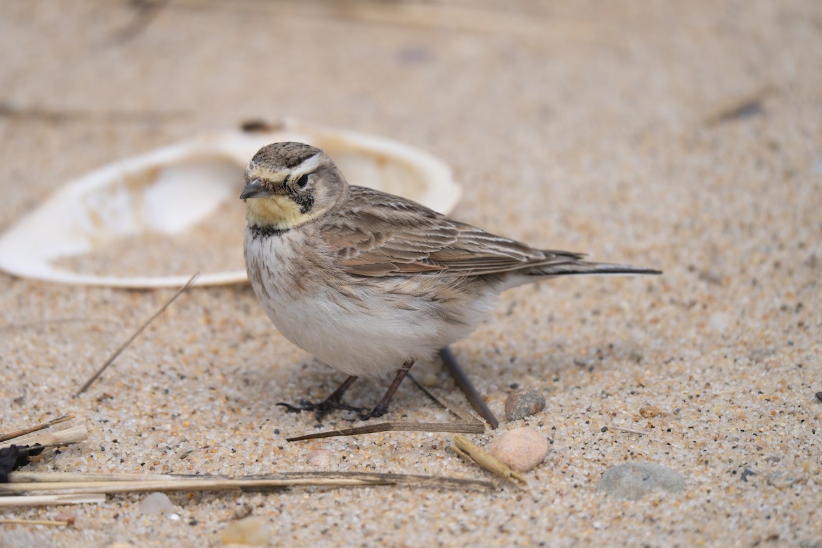 Horned Lark - ML645637049