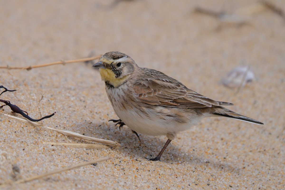 Horned Lark - ML645637050